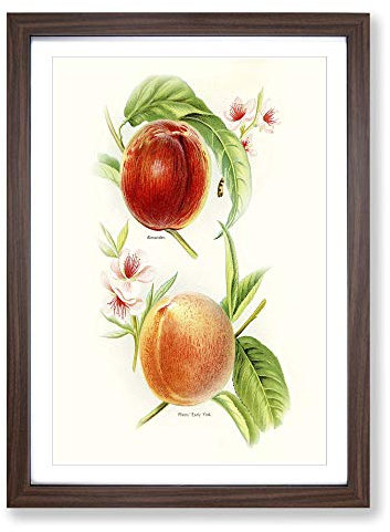 Big Box Art Vintage Illustration of Nectarines Framed Wall Art Picture Print Ready to Hang, Walnut A2 (62 x 45 cm)