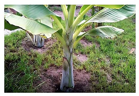Pcs - 10x Ensete Glaucum Banane Zierbanane Jardin Plantes - Graines B1410 - Seeds & Plants Shop by Ipsa