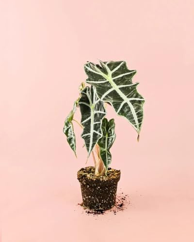 PUR PLANT Alocasia Amazónica Polly | Planta Natural Tropical De Interior Resistente | Hojas Grandes Verde Oscuro Con Nervaduras Blancas | Exótica, Elegante y Purificadora | Maceta De Ø12 cm