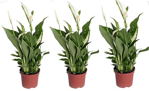 Pack de 3 plantas Espatifilo SPATHIPHYLLUM. Purificador del aire. Segura Garden. Mejora la calidad del aire, es resistente y fácil de cuidar, además de agregar un toque decorativo