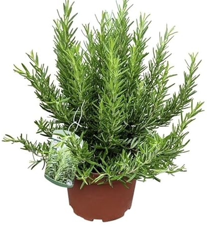 XXL Rosmarin Pflanze, 40-60 cm, rosmarinus, Winterharte Gewürz- und Heilpflanze für Garten und Küche, Für Sonnige Standorte