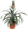 Plant in a Box - Plante ananas 'Mi Amigo' - Pot 12cm - Hauteur 35-45cm