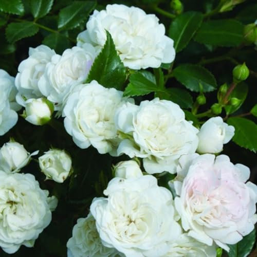 2 x Rosier - Rosa 'White Fairy' pot 25-30 cm - Une charmante Rosier miniature pour votre jardin