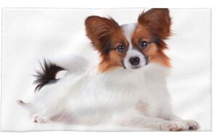 ButxeT Handtuch, Handtuch, Gesichtswaschlappen, weiche Badehandtücher für Hotel-Fitnessstudio, 40 x 70 cm,Flauschiger Papillon-Hund