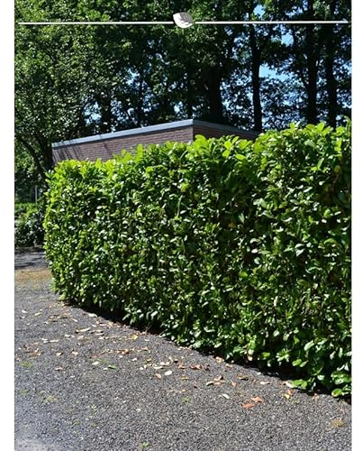 Kirschlorbeer Lorbeerkirsche Novita 140-160 cm. 50 St. Kirschlorbeer Hecke