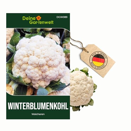 Winterblumenkohl Walcheren Samen - Brassica oleracea botrytis - Winterblumenkohlsamen - Gemüsesamen - Saatgut für 80 Pflanzen