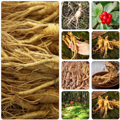 Ginseng gartenblumen topfpflanzen draußen winterhart blumensamen kaufen pflanzendeko blumensaat wintergemüse kräuterbeet bodendecker winterhart mehrjährig gemüsesamen pflanzensamen 500samen