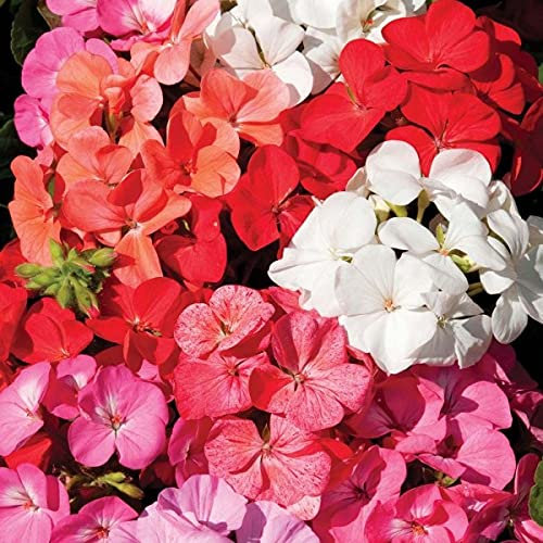 Annual Geranium Mix Pelargonium Zonale 10 Perennial Seeds.