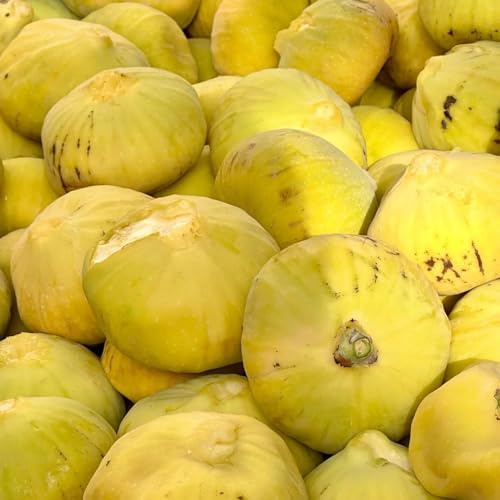 semi di fico resistenti al freddo di fresca, decorazione da giardino per esterni fico da nani, sapote, 500pcs