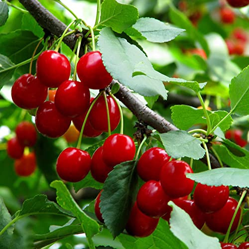cerezo semillas balcón resistentes semillas jardín resistentes orgánicas perennes bonsái interior enanos 60pcs