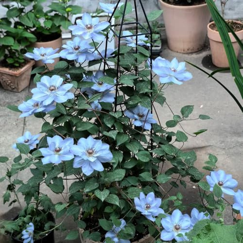 clematis, stauden winterhart mehrjährig clematis florida, schnellwachsende kletterpflanzen seltene gartenblumen für sonnige plätze blumendeko 300pcs