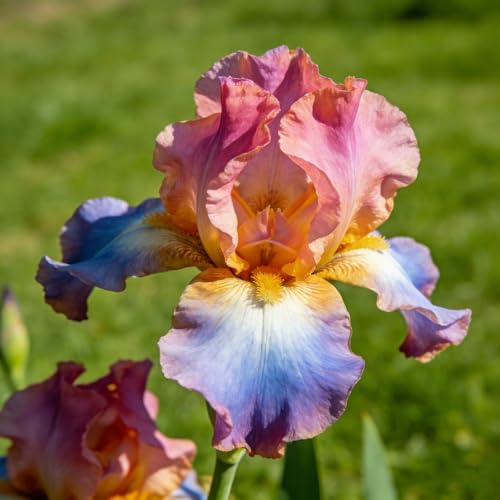 bulbi di iris, in vaso da balcone Iris serra interna rampicanti da giardino roccioso serre balcone in vaso bulbosi rari d'appartamento esotiche 10pcs
