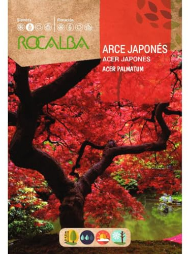 Semillas de Arce japonés Acer palmatum - Calidad y Versatilidad ?