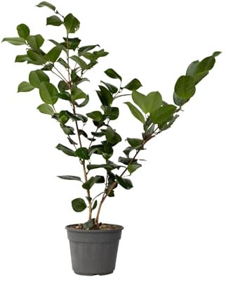 Plant in a Box - Camellia japonica 'Bonomiana' - Rose japonaise - Plante de camélia résistante au froid - Pot 15cm - Hauteur 50-60cm