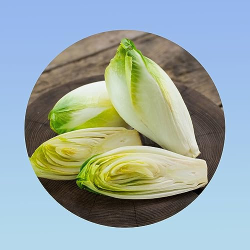 Planète graines - graines de Chicoree de Bruxelles endives - sachet 3 grammes environ 1700 graines