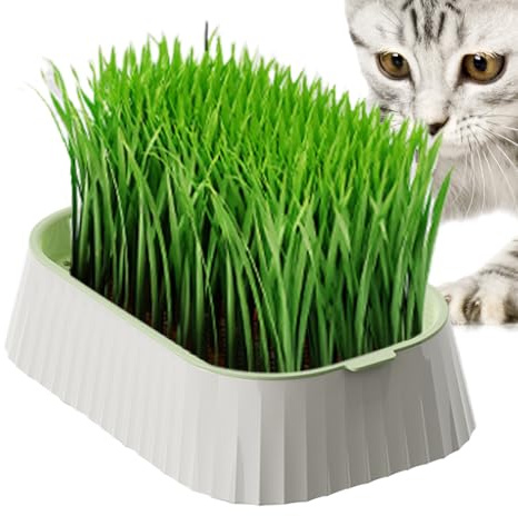 Kattgräs Kruka - Hydroponisk Kruka för Kattgräs - Dubbel Lager Hydroponisk Vetegräs Odlare Planteringslåda för Hemträdgård