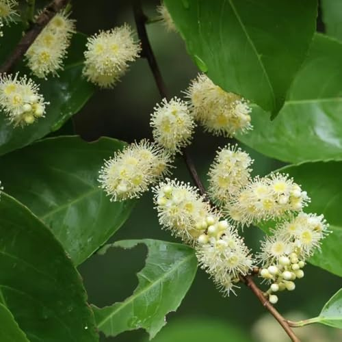 Semillas de laurel cerezo, jardín de Prunus laurocerasus, de balcón resistentes semillas de perennes resistentes para lugares soleados 50pcs