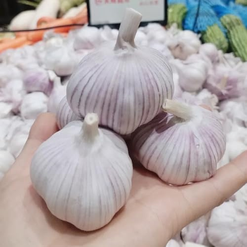 knoblauch pflanzknoblauch balkon, kräutergarten indoor knoblauch kaufen, alte gemüsesorten wildkräuter 150samen