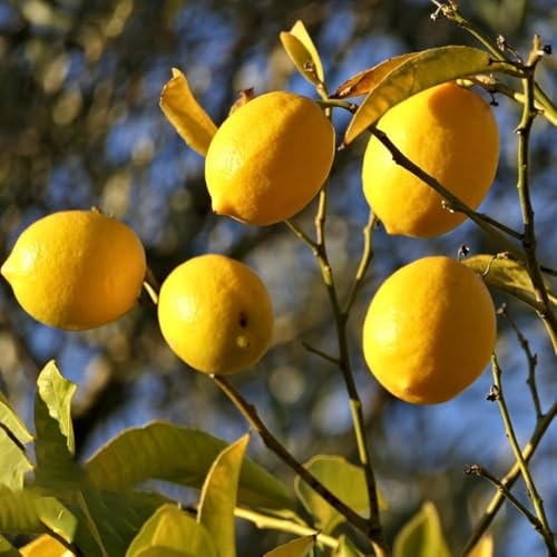 150 piezas semillas resistentes de limonero - semillas frescas de rara exóticas resistentes, orgánicas, lecho elevado
