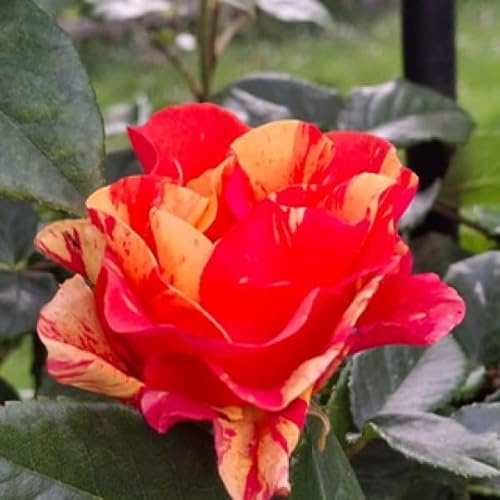 Hochstammrose Lollipop ® - orange-gelb marmoriert - Kordes Rose - 80cm Hochstamm