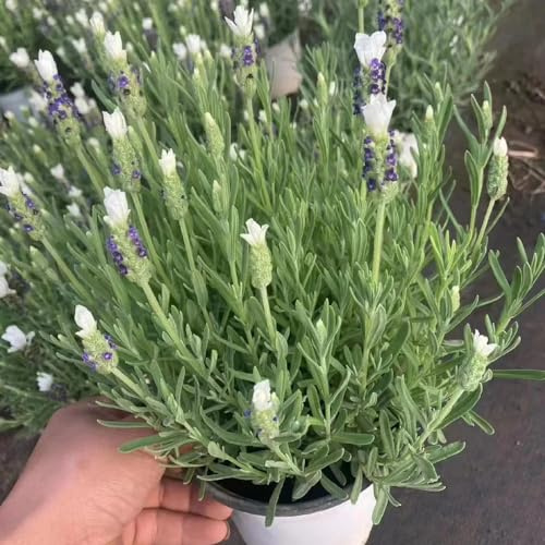 semi di lavanda, d'appartamento giardino balcone recisi 500pcs