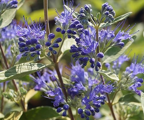 Bartblume `Blauer Spatz´, Caryopteris clandonensis, kompaktwachsend, 40-60cm, im Topf