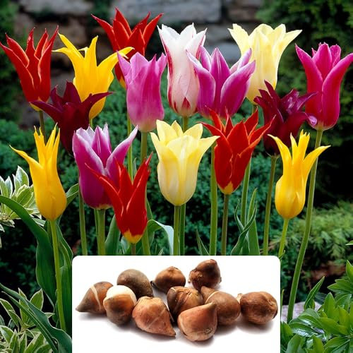8 Lily Flowering Mixed Tulip Bulbs - Vibrant Spring Blooms with Pointed Petals - Adds Colourful Charm to Your Garden - Thrives in UK Climate - Perfect for Your Spring Garden Display