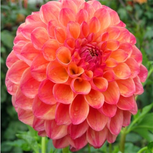 VNGMXF Resistente all'inverno, per esterni, multicolore, facile da pulire, multicolore, facile da coltivare, 8 dalie -A