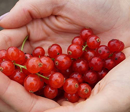 Rovada, rote Johannisbeere,Spätsorte, Busch, 60cm im Topf