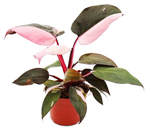 Exotenherz - Philodendron Pink Princess - pink-schwarzer Baumfreund - 12cm Topf