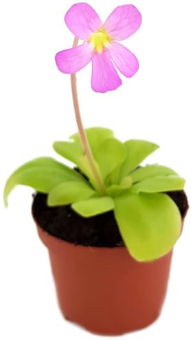 Fangblatt – Pinguicula spec. Guatemala – fleischfressende Pflanze – exotische Karnivore für Zimmer & Terrarium