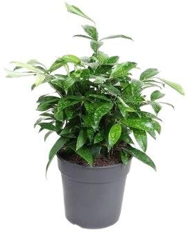 Fresh Plants Zimmerpflanzen -Dracaena Surculosa - Kompakte Zimmerpflanze mit einzigartigem Blattmuster, Ø 24 cm, 60 cm hoch