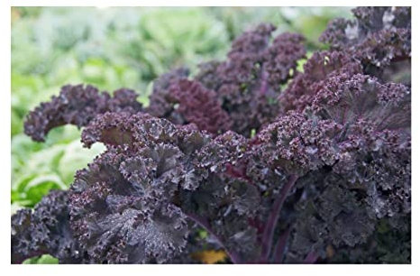 Sachet de graines de Chou frisé Scarlet rouge (Chou Kale)- Les Graines Bocquet