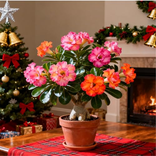 Perenne resistente/Rosa del Deserto rara/Tubero di Rosa del Deserto/Facile da curare/Vaso decorativo-1 Rizoma-H