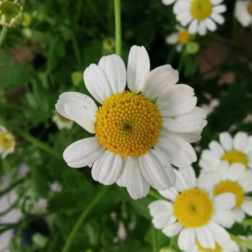 semillas manzanilla romana perennes resistentes para pleno sol reverdecimiento de tejados de jardín balcón primavera silvestres balcón reales 500pcs