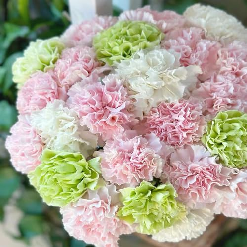 semillas de clavel perennes resistentes - jardín rocas silvestres primavera 850pcs