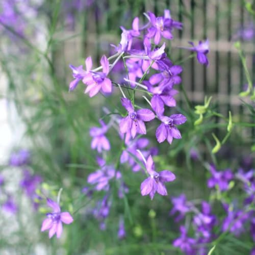 rittersporn gartendeko für draußen, balkonpflanzen delphinium blumensamen balkon, winterharte kübelpflanzen blumensamen mehrjährig winterhart blumenwiese 550samen