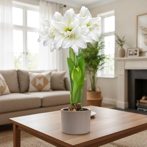 FLORIUM Amaryllis Zwiebel Double White | 1 Blumenzwiebel in Großformat 26/30 | Exklusive Blumenzwiebeln Amarillis | Echte Pflanzen aus Holland | Hippeastrum Zwiebeln