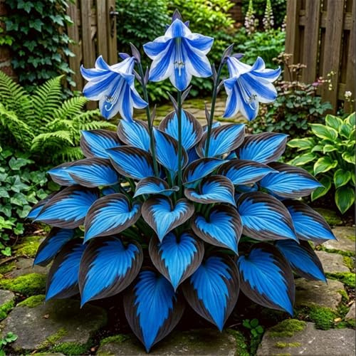 Hosta senza luce solare - Hosta tollerante all'ombra per interni ed esterni - L'acqua è sufficiente per la crescita-4 PCS-J