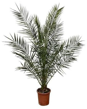 Phönix Canariensis – Palmera datilera canaria – Palmera aprox. 180 cm de alto – Ø24 cm – Planta exótica para habitaciones y jardín