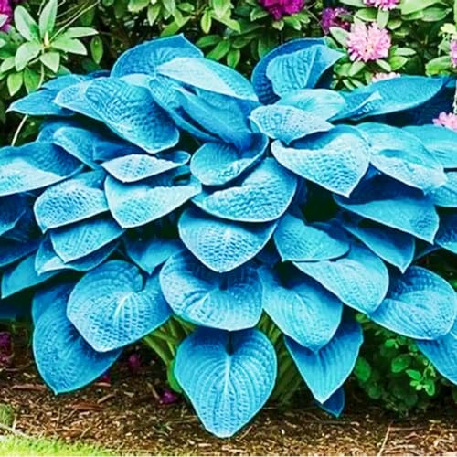 Hosta Rhizome, Dauerblüher QualitätsRhizome, Funkien Rhizome, Große Winterhart Rhizome, Ideale Garten Rhizome, Rhizome Funken, Hosta MehrjäHrig, 15zwiebeln-A