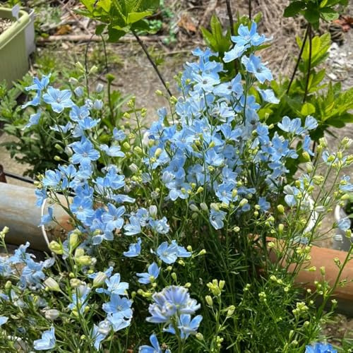 semi di delphinium, delphinium resistenti all'esterno da giardino, perenni di recisi per luoghi soleggiati 600pcs