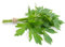 Pacchetto semi: Levistico Levisticum Facile Grow, 50 semi