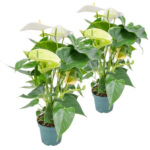 Bloomique - 2er-Set - Anthurium Andreanum - Weiß - Flamingoblume - Blühende Zimmerpflanzen - Pflegeleicht - Höhe 30-40 cm - Topf 12 cm