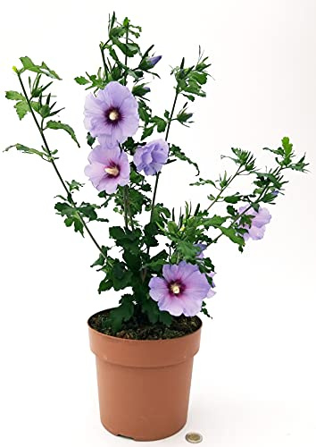 POWERS TO FLOWERS - HIBISCUS SYRIACUS LILLA, Vaso 20cm, piante vere