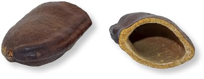 Courbaril Schote 8-10 cm, Hymenaea courbaril, Höhle, Aquarium-Naturprodukt | Naturprodukt, Dekoration, Garnelenhöhle, Welshöhle, Ablaichhöhle, Bruthöhle, Aquariumdeko, Versteckmöglichkeit