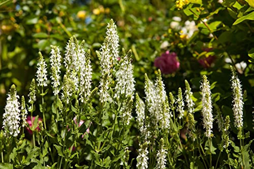 Salvia nemorosa 'Schneehügel' 9x9 cm Topf – Winterhart, Mehrjährig, Pflegeleicht – Steppen-Salbei – Staude für Beet & Bienenweide