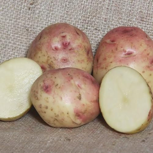 Patch Seed: 20 Tuber Box of Cara Certified Seed Potatoes, Maincrop,Grow Your Own, Perfect for Any Garden! Grown with Love in Ireland. Ready to Plant