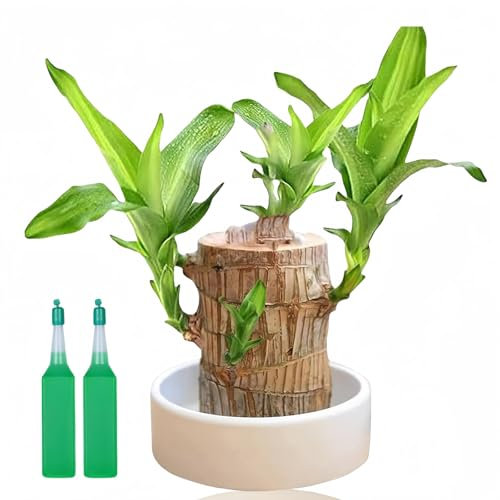 Brazil Lucky Wood with Buds,Brazilian Lucky Wood for Office,Bonsai Tree Indoor Plant,Lucky Bam/Boo Plant Indoor with Pot,Hydroponic Potted Stump Mini Plant,Brazilian Lucky Wood Plant,Brazilian Wood