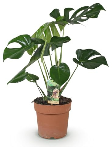 Monstera Deliciosa Fensterblatt – Grün – 21cm – Höhe 70–80cm – Pflegeleichte tropische Zimmerpflanze für Wohnräume – Dekoratives großes Blattwerk